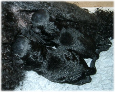 Nyfödda valpar