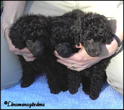 "Magic litter" 5 weeks. Melody, Sweetie and Bamse