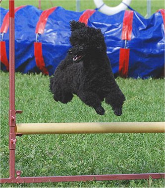 Leia is competing Agility