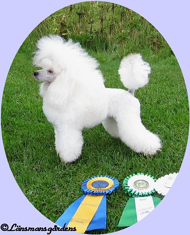Blondie 2 years old after winning her second CAC and BOS!