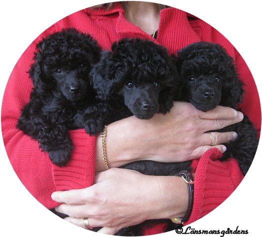 Fannys fourth litter. Gold, Silver and Bronze 7w. Toy poodle puppies