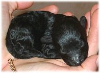 L. Lady Of Fortune 5 dagar/ 5 days old. Toypudel